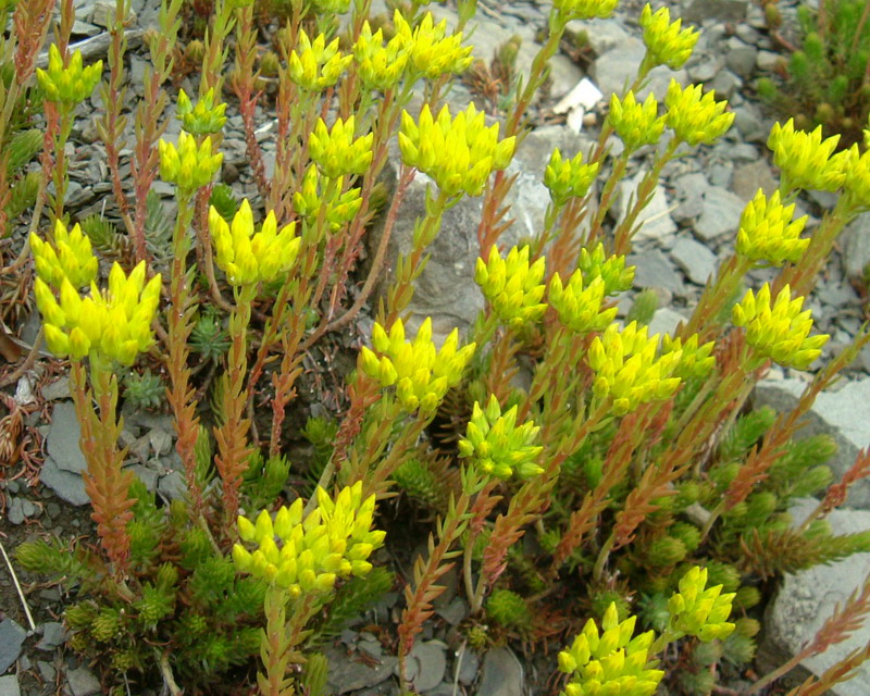 Sedum cfr. rupestre